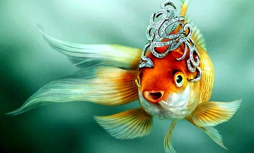 Рыбка.jpg